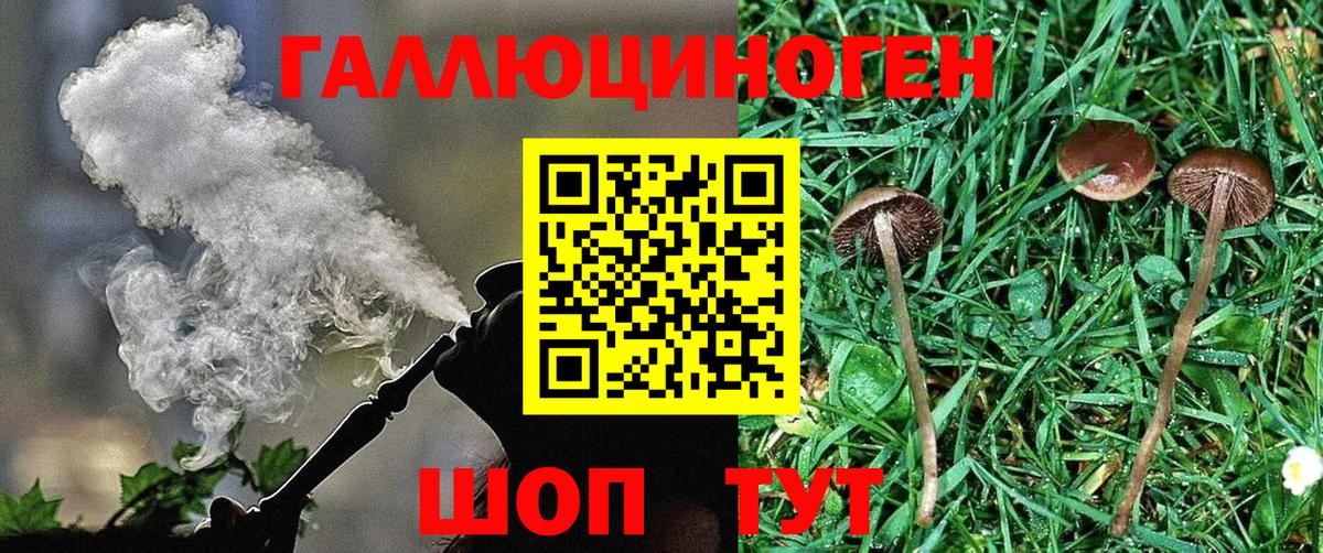 Псилоцибиновые грибы Psilocybe Королёв
